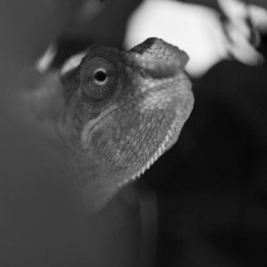 Darwin