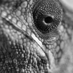 Darwin macro