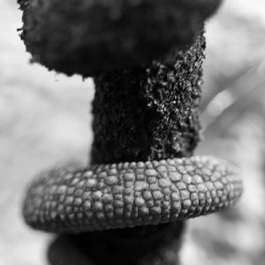Darwin macro. I liked that his tail continued the look of the vine wrapping around..