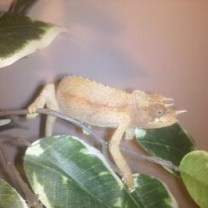Rango on his FR