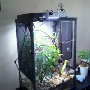 rangos new viv