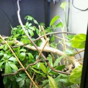 rangos viv