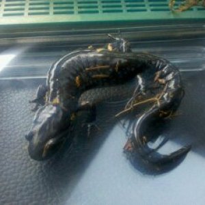 WC blue spotted salamander