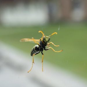 yellowjacket