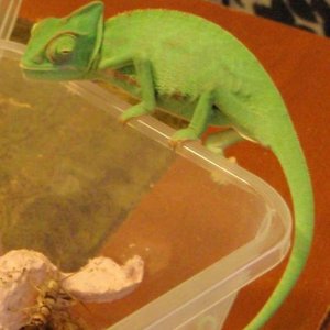 pascal just come home from the vets, climbing on his carry case