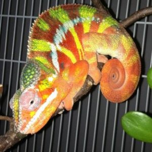 Pretty Boy