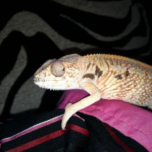 Pele