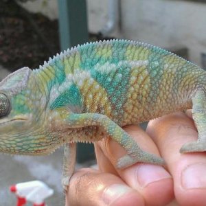cham2