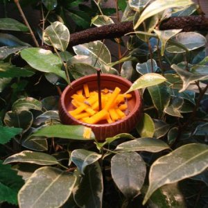 Bowl Feeder