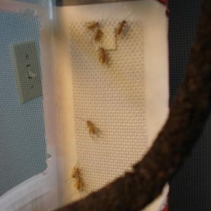 Cup Feeder