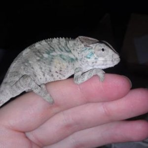baby faly.