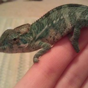 nigel1