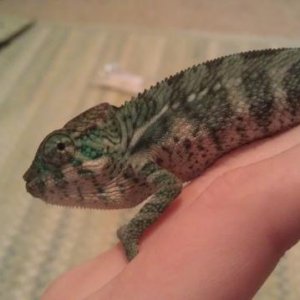 nigel2