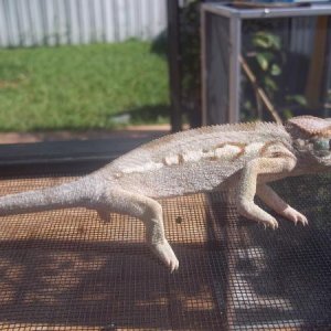 Lady Juana 5 month old