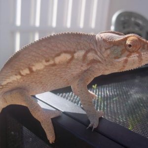 Lady Juana 5 months old