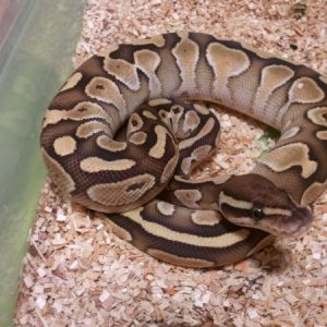 "Professor chaos" butter ball python male