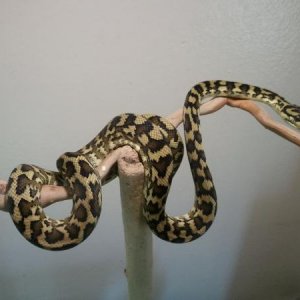 "Kiki" irian jaya carpet python female