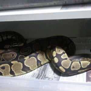 Yellowbelly het ghost male X normal het ghost female. Keep your fingers crossed for an orange ghost yellowbelly.