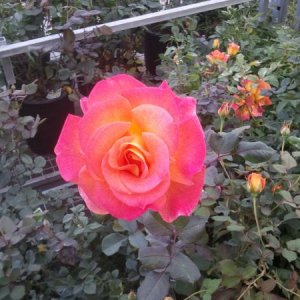 Just a rose i saw at work