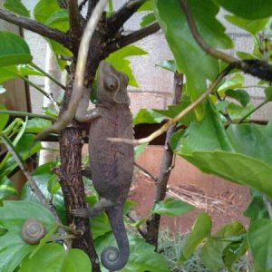 Kiwi in her cage