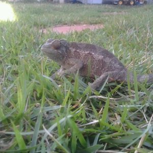 Kiwi roaming around
