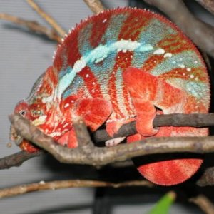 LSC WC Red Body Blue Bar Ambilobe breeder - El Diablo