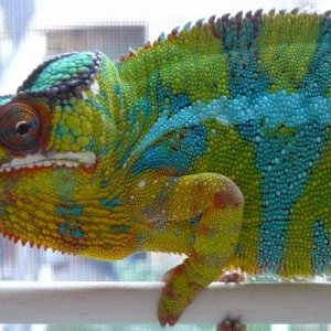 LSC WC Ambilobe breeder Mo'Green aka "The Big Alamo"