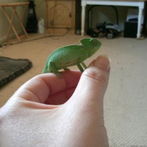 he was so tiny when we got him wow how quickly they grow. got him november 30 2011
