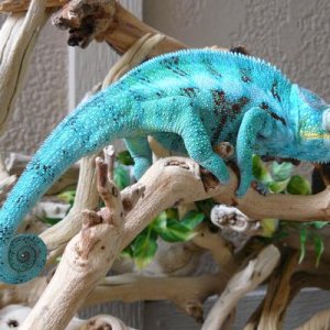 LSC Ambanja breeder Billy the Kid