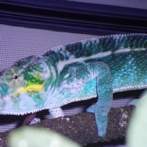 Sherlock -cb nosy faly 1 yr