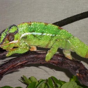 Hulk - wc Nosy Mitsio age unk