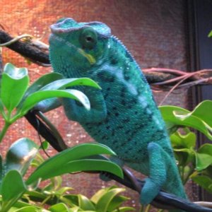Sire: Greaseball from Chameleon Company