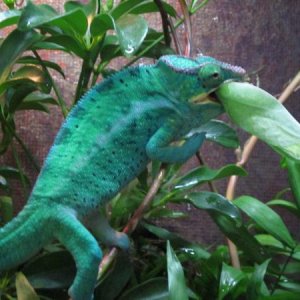 Katydid meal