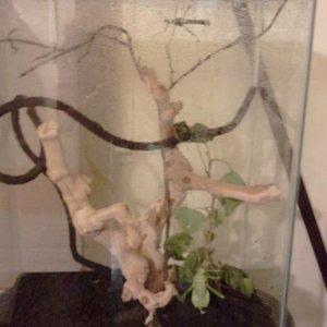 Mr. & Mrs. Prickly Aka Heteropteryx Dilatata