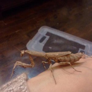 Twiggy aka Popa spurca
