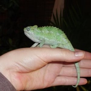 chloe (01-11-2012)