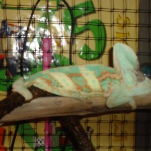 Rango...its time to wake up!