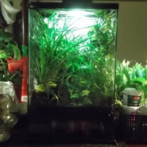 pygmy zone