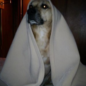 aLways has to be under the covers