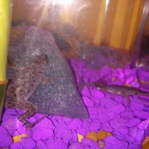 my lil froggy's pLaying hide&go seek