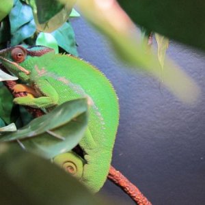Pete relaxing in his enclosure, being his usual green self...