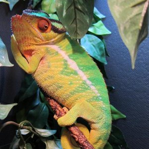 Pete gets fired up when his nemesis, the camera, enters his enclosure... the longer it's there, the more yellow he gets...
