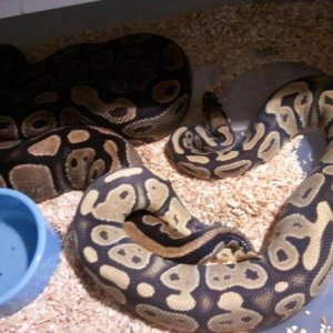 Ghost X het ghost.......bow wicka wowwow