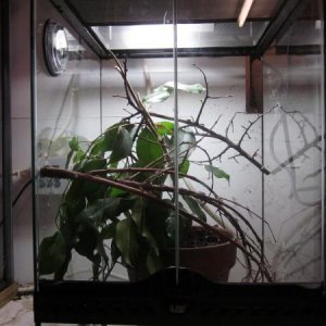 Exo Terra with a baby male Kinyongia matschiei.