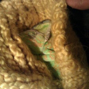 He's sleeping in my hat :D