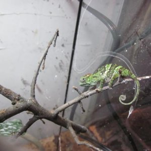 Baby Male Kinyongia matschiei