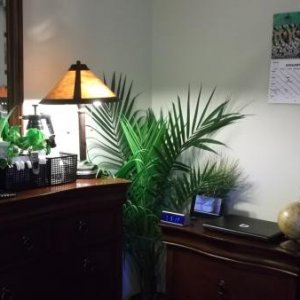 other corner plant