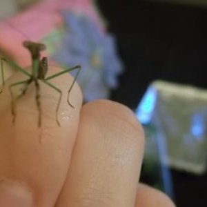 Mantis babie(01-29-1012)