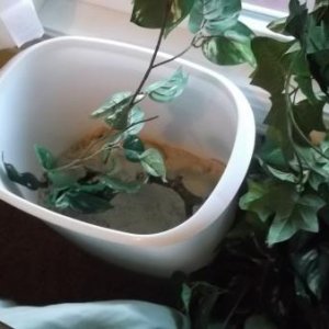 Laying bin