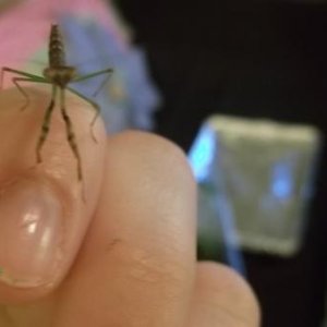 mantis babie (01-29-2012)